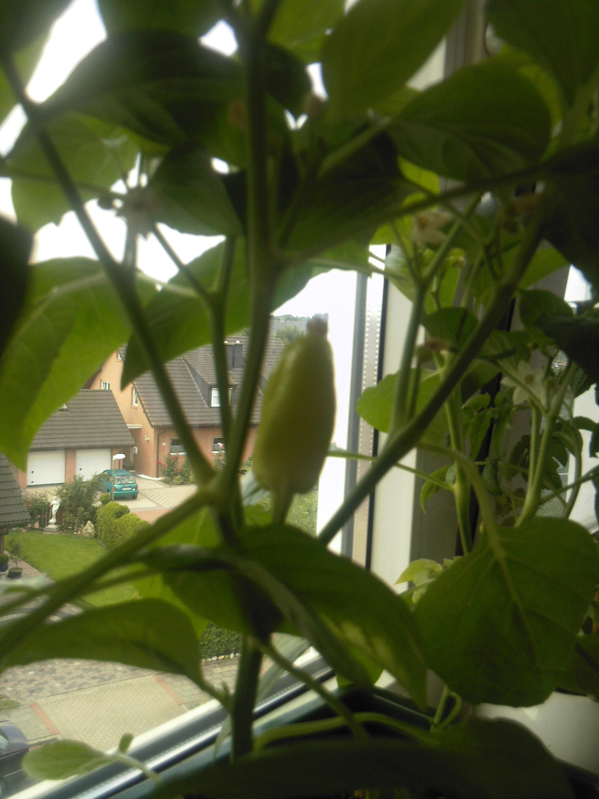 Die Früchte meiner Liebe...